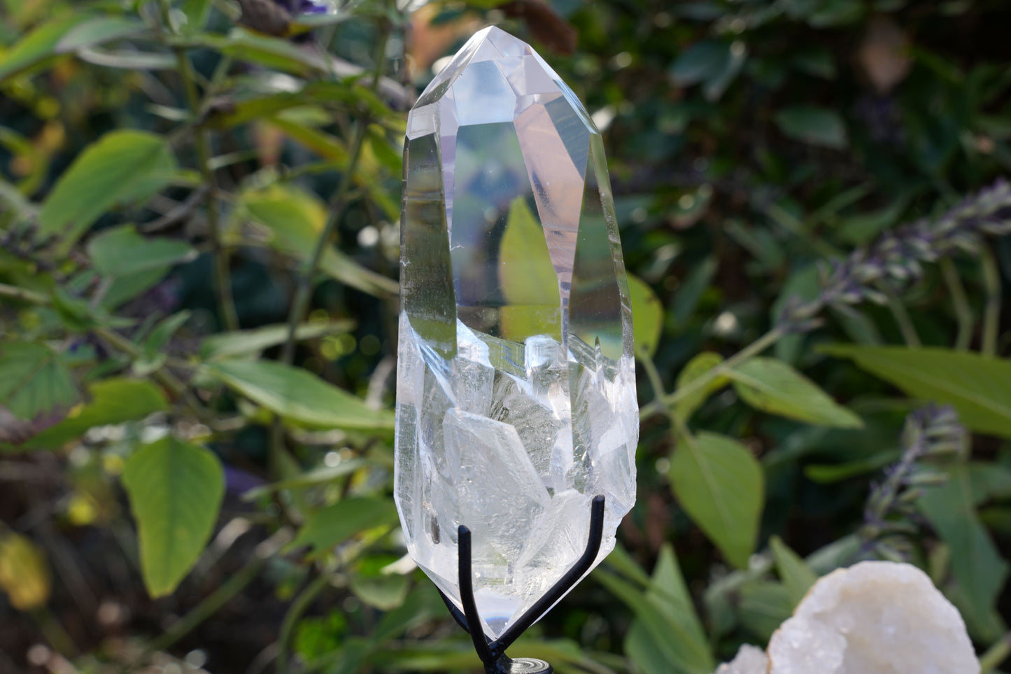 AAA Grade Lemurian Star Seed Quartz on Rotating Stand | Reiki Infused