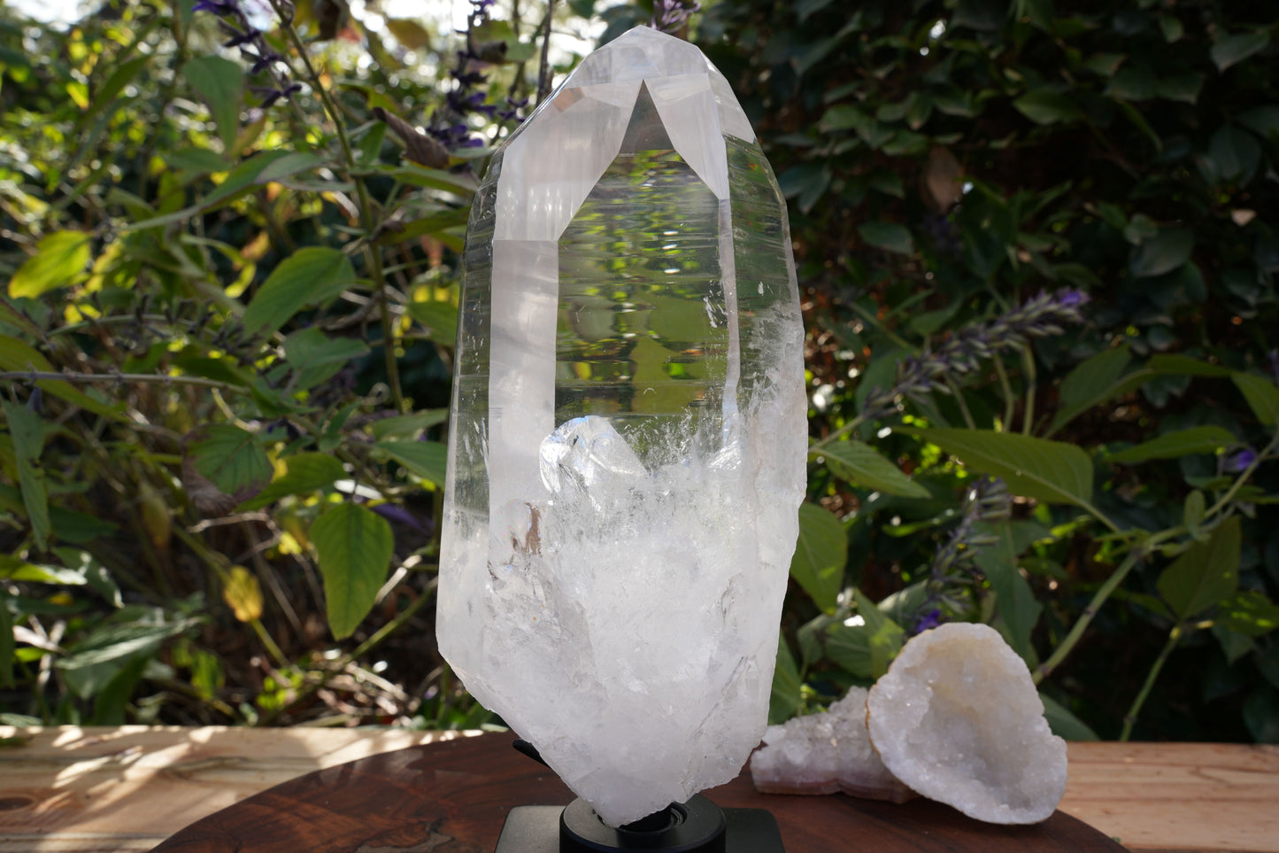 AAA Grade Large Lemurian Star Seed Quartz on Rotating Stand | Reiki Infused