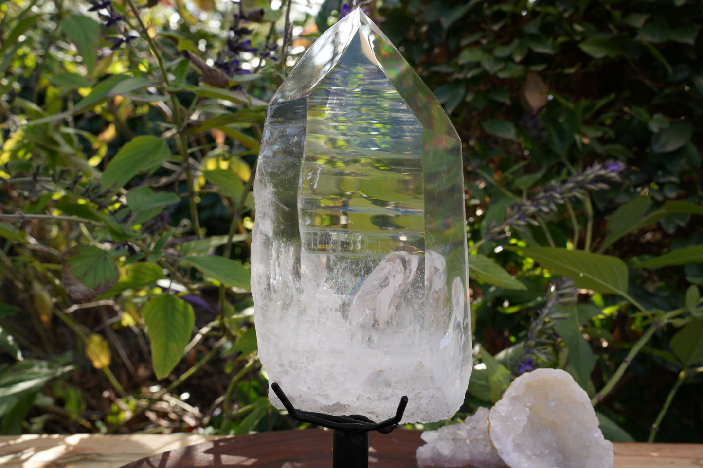 AAA Grade Large Lemurian Star Seed Quartz on Rotating Stand | Reiki Infused