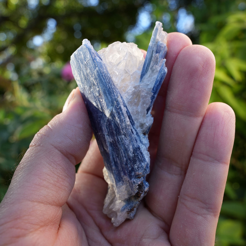 
                  
                    Raw Kyanite in Quartz | High Grade | Reiki Infused
                  
                