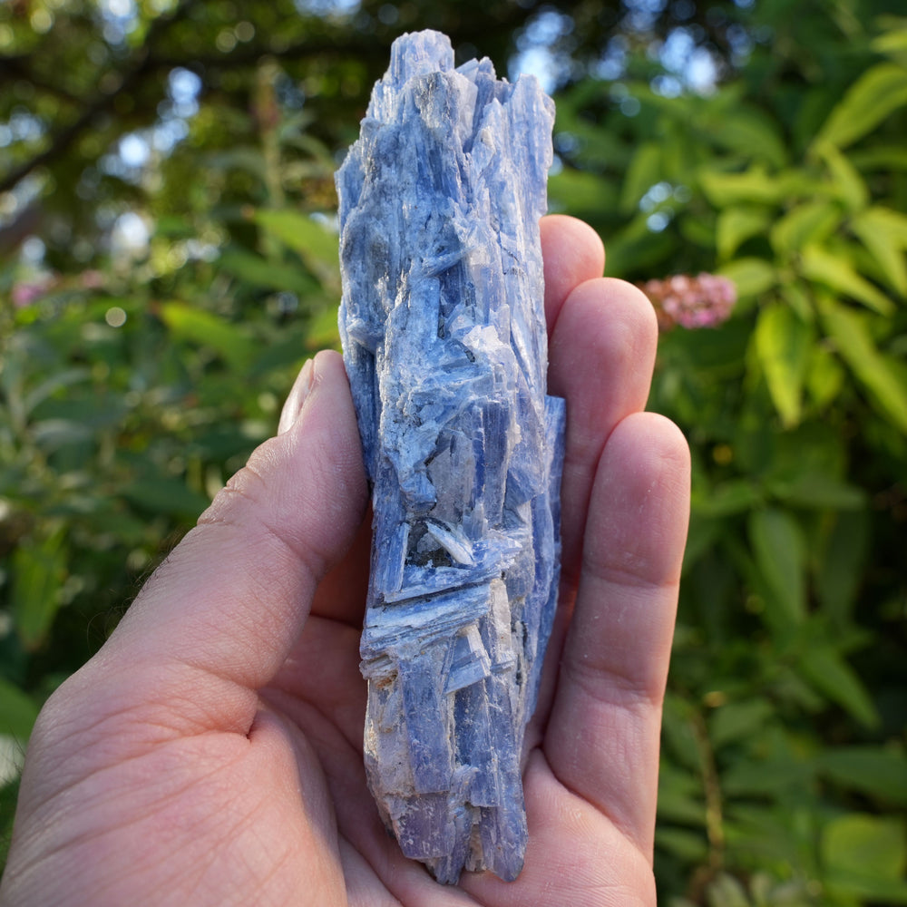 
                  
                    Raw Kyanite in Quartz | High Grade | Reiki Infused
                  
                
