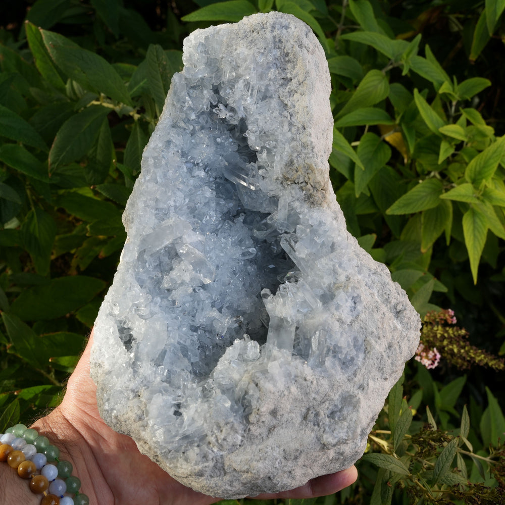 
                  
                    Giant Raw Celestite Cluster | With Rose Gold Stand | High Grade | Reiki Infused
                  
                
