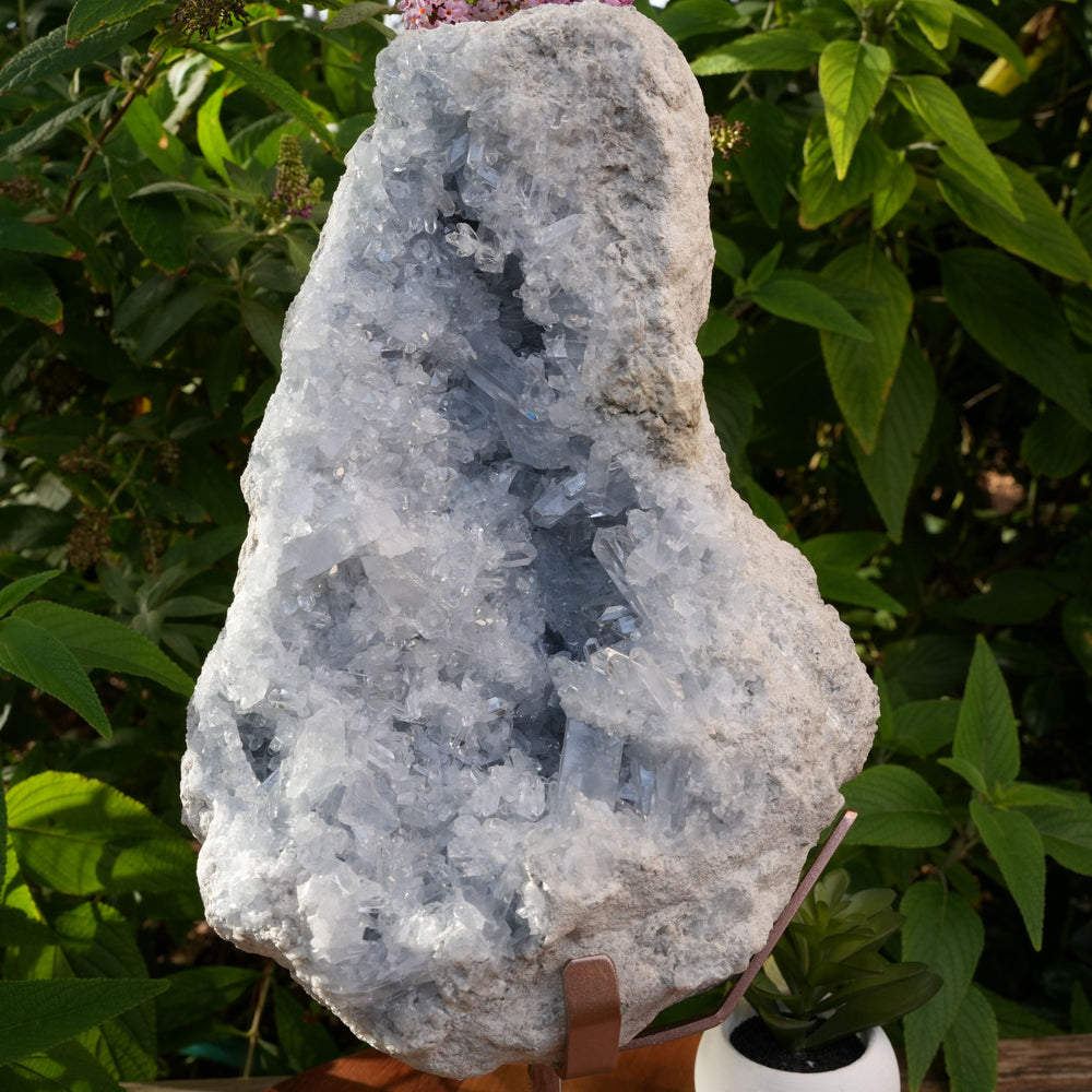 
                  
                    Giant Raw Celestite Cluster | With Rose Gold Stand | High Grade | Reiki Infused
                  
                