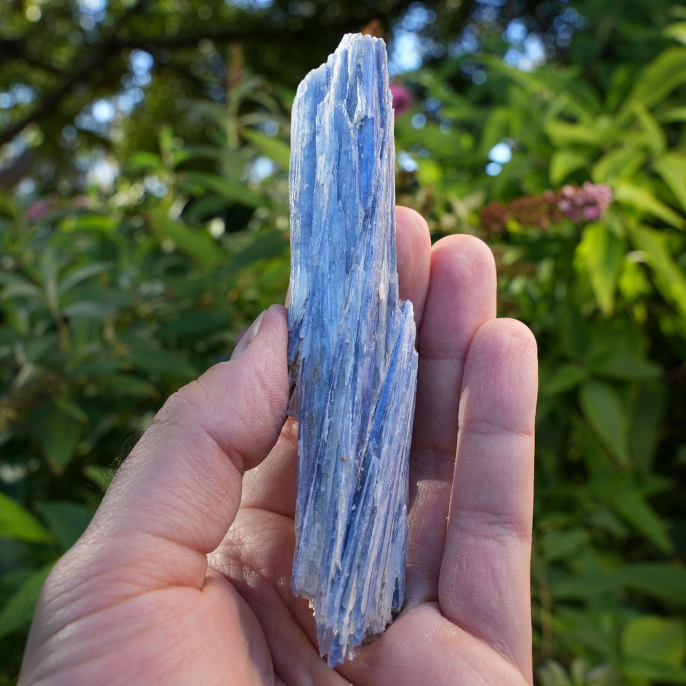 
                  
                    Raw Kyanite in Quartz | High Grade | Reiki Infused
                  
                