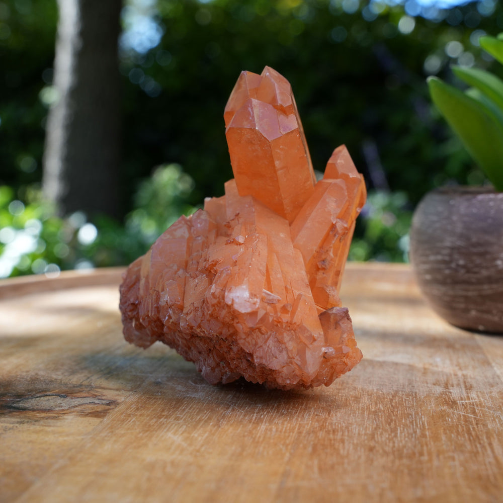 
                  
                    Tangerine Quartz Clusters | A Grade | Reiki Infused
                  
                