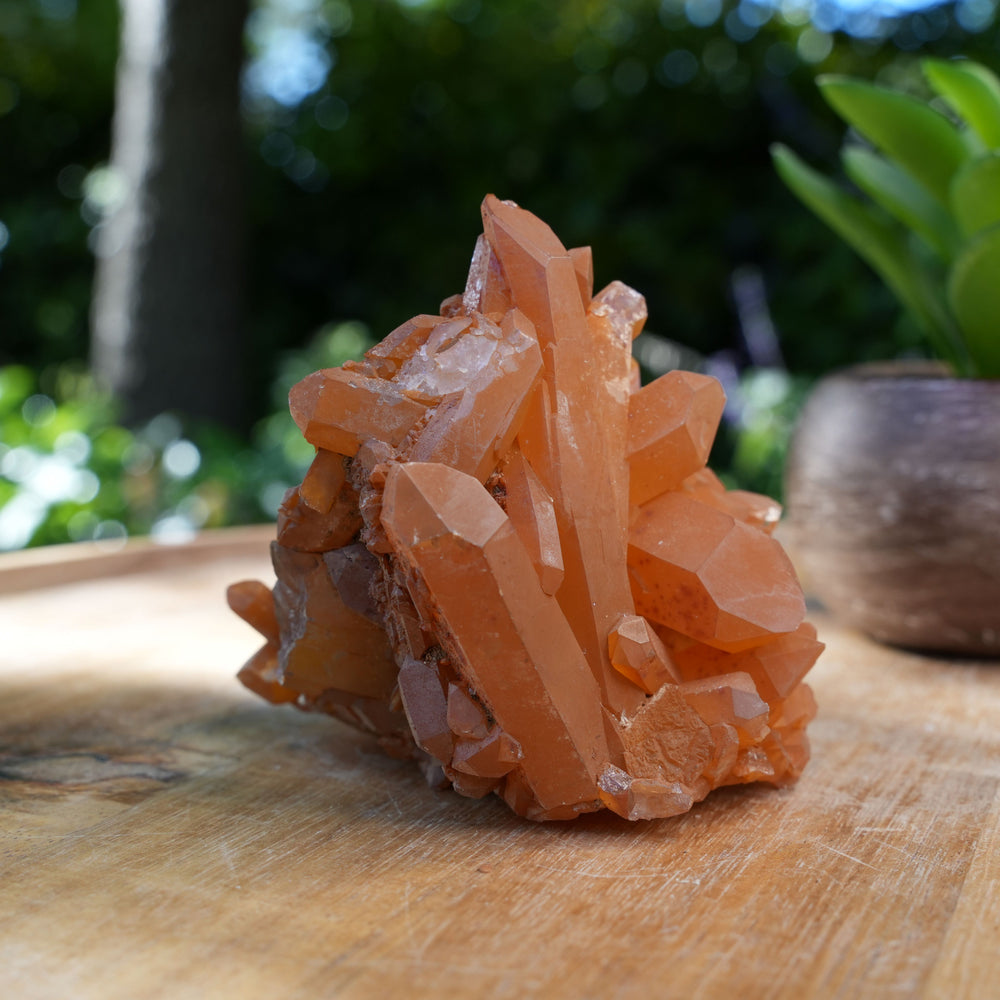 
                  
                    Tangerine Quartz Clusters | A Grade | Reiki Infused
                  
                