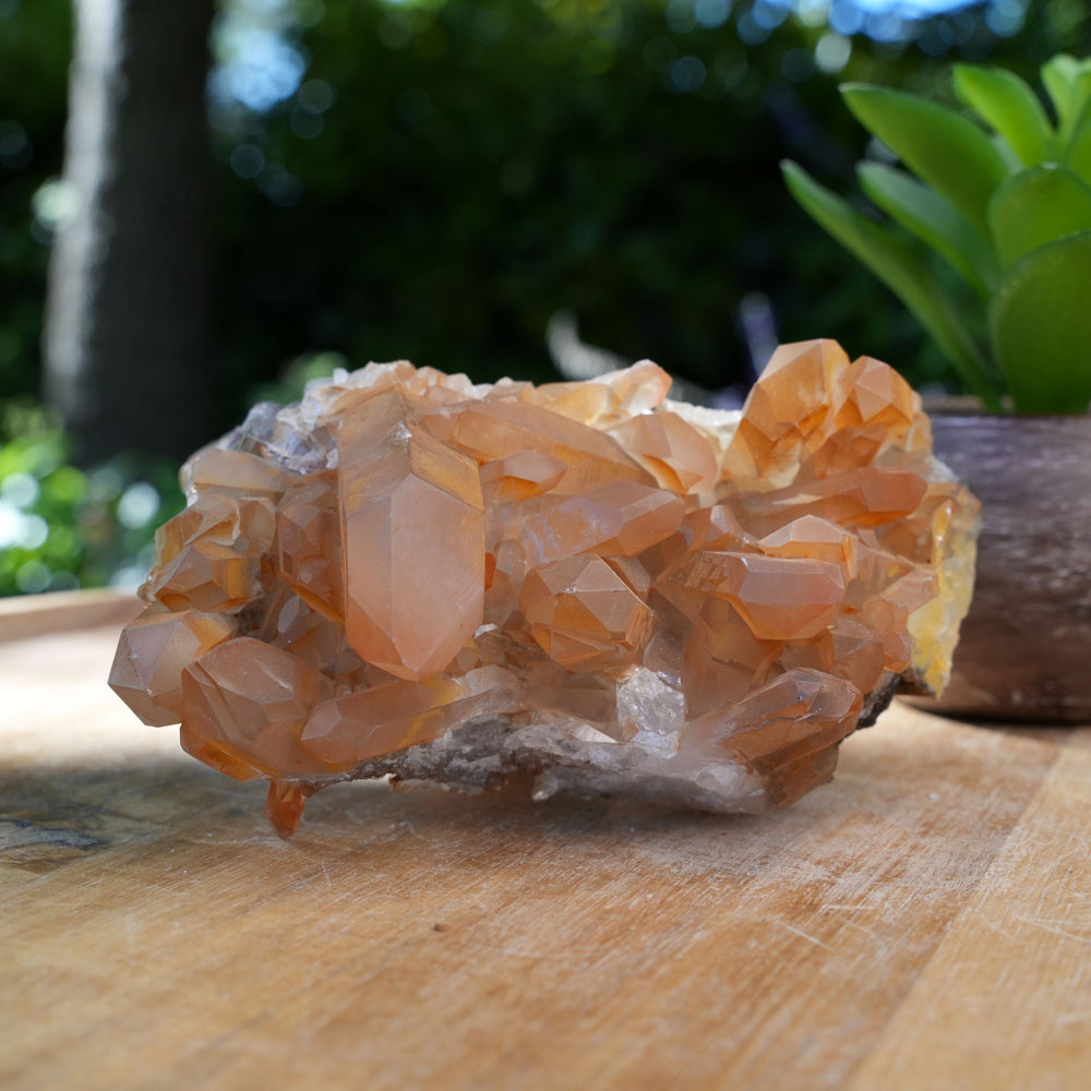 
                  
                    Tangerine Quartz Clusters | A Grade | Reiki Infused
                  
                