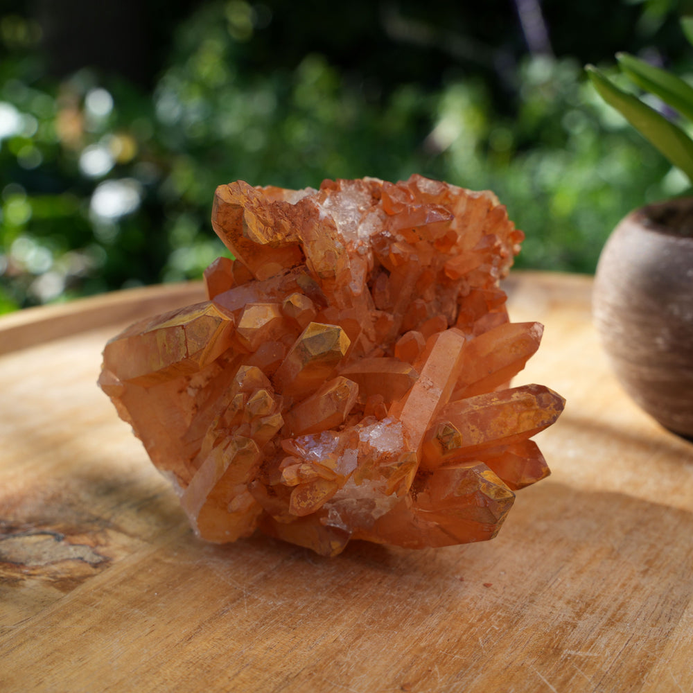 
                  
                    Tangerine Quartz Clusters | A Grade | Reiki Infused
                  
                