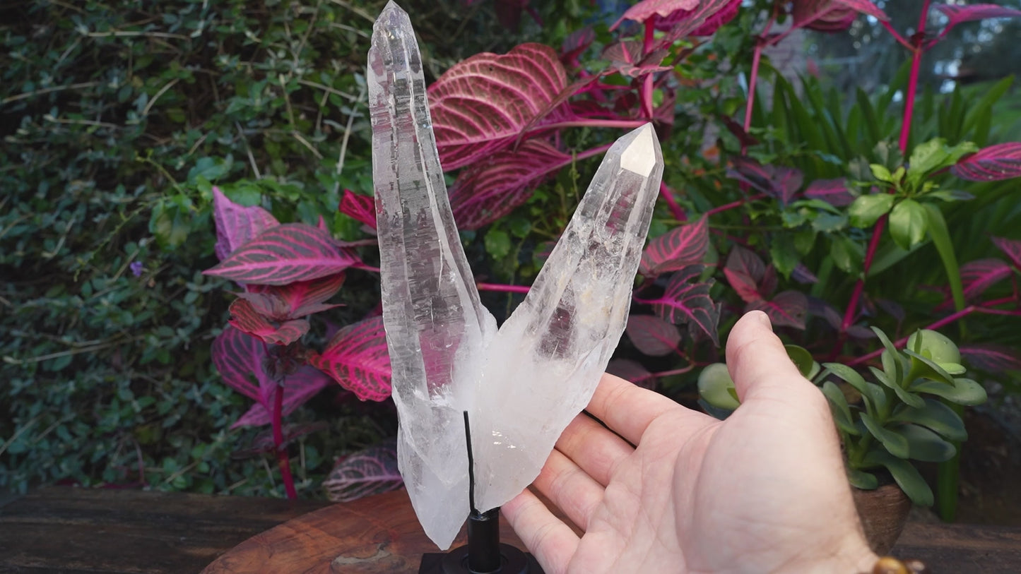 100% Double Natural Lemurian Starseed Wand | On Stand | Reiki Infused