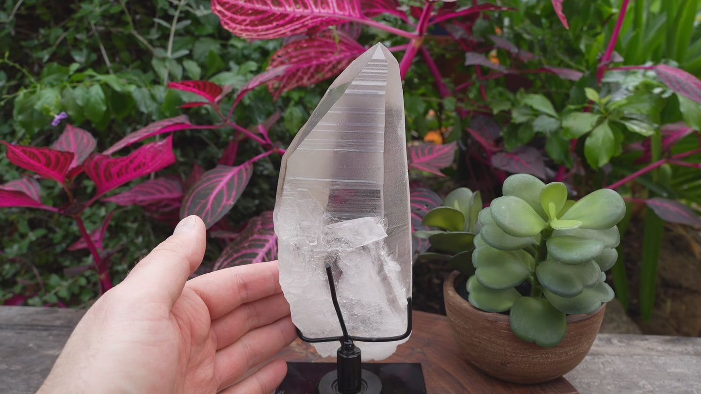 100% Naural StarSeed Lemurian on Stand | Reiki Infused